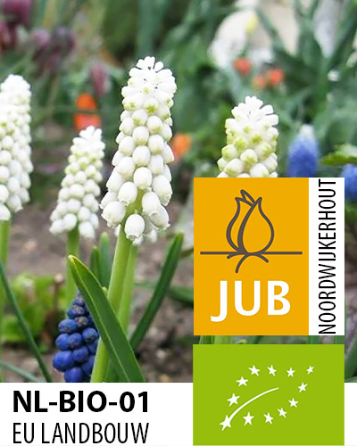 MUSCARI BIO botryoides Album 5/+, 100 ks